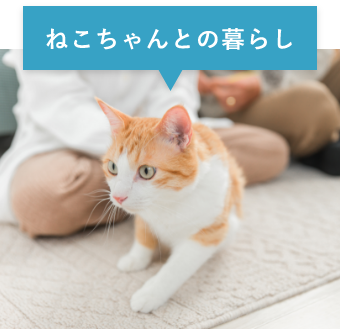 ねこちゃんとの暮らし