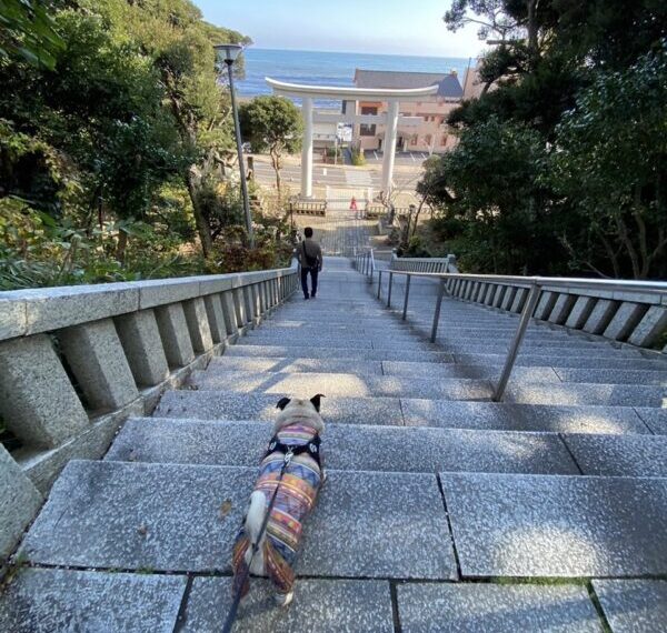 かばやきくんと大洗磯前神社　｜　コーディネーター責任者　佐々木萌美 アイチャッチ